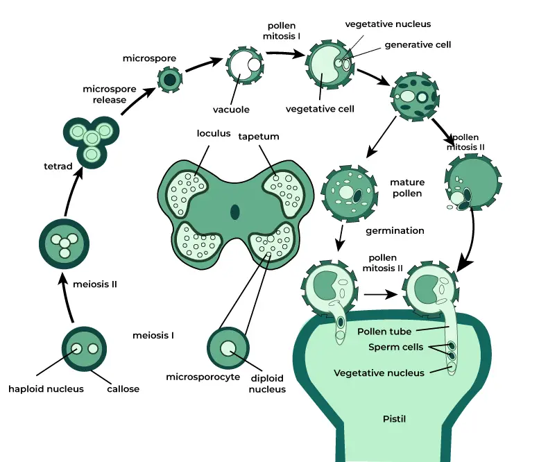 Process of Microsporogenesis in Plants