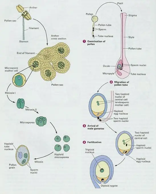 Differences Between megasporogenesis and microsporogenesis