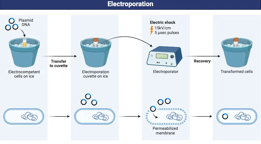 Bacterial Electroporation Transformation