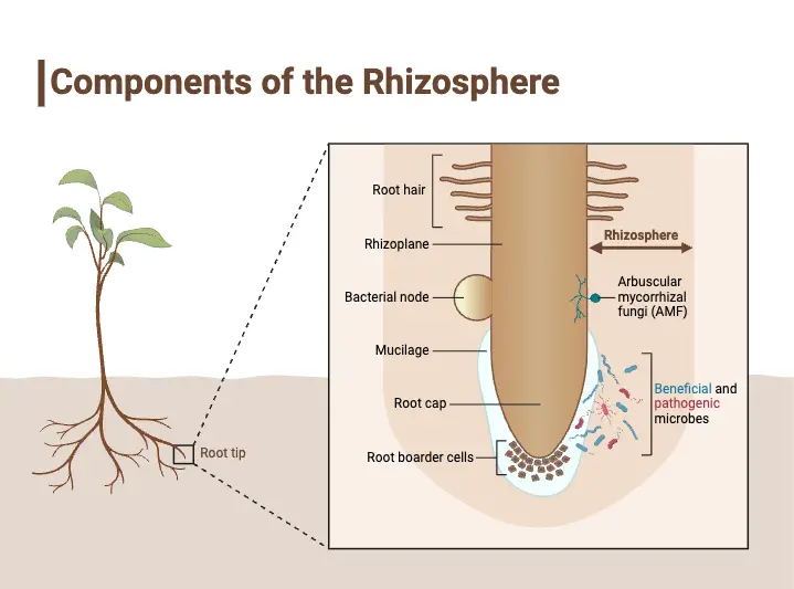 Components of the Rhizosphere