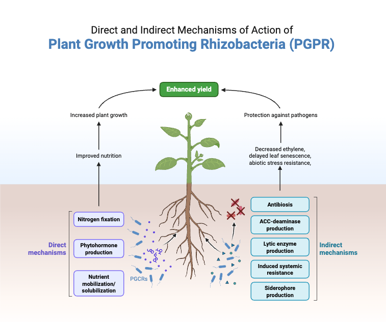 Rhizosphere - Definition, Bacteria, Structure, Importance 7 Direct and Indirect Mechanisms of Action of Plant Growth Promoting Rhizobacteria (PGPR)