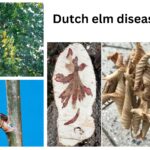 Dutch elm disease (DED)