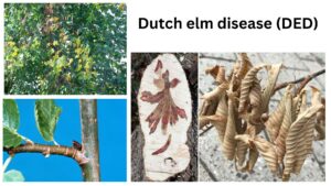 Dutch elm disease (DED) – Cause, Lifecycle, Spread, Management