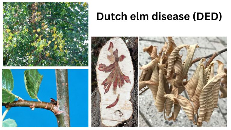 Dutch elm disease (DED)