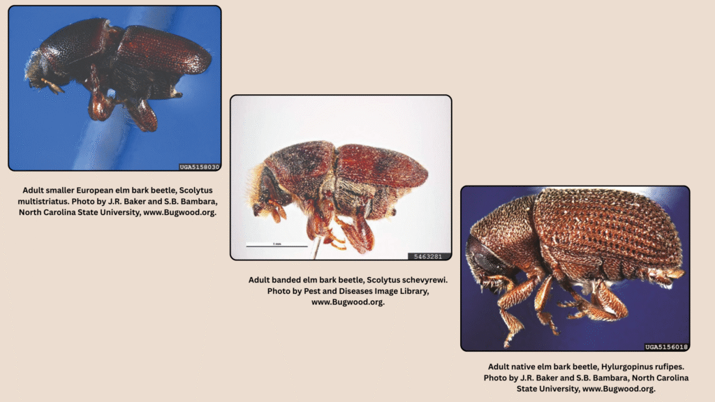 Dutch elm disease (DED) - Cause, Lifecycle, Spread, Management 1 Dutch elm disease (DED)