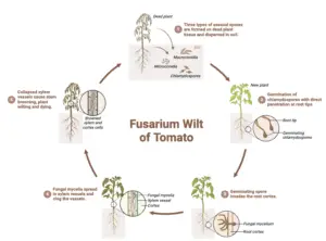 Fusarium Wilt – Causes, Symptoms, Diagnosis