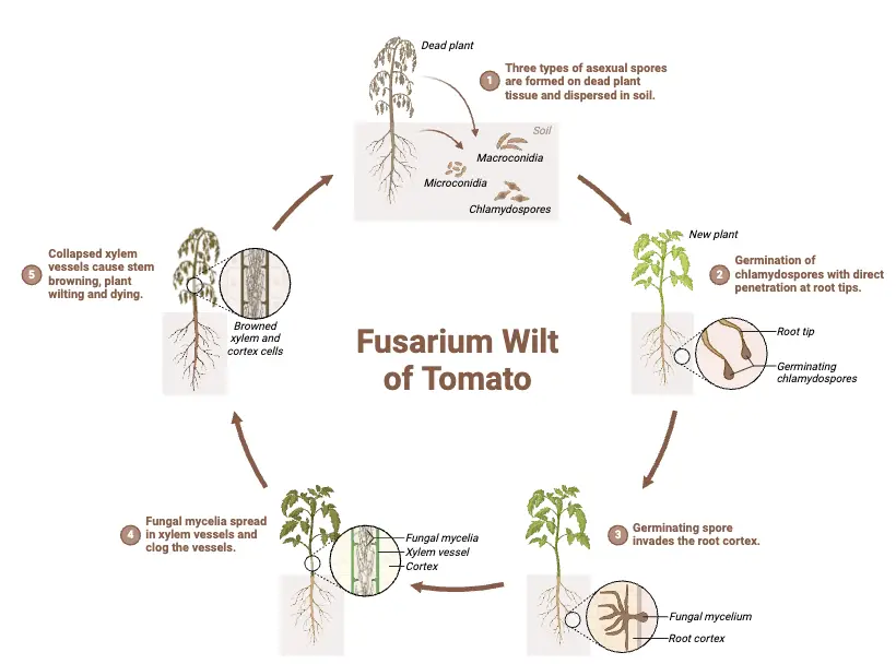 Fusarium Wilt of Tomato