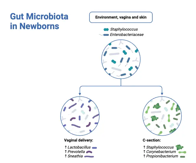 Gut Microbiota in Newborns