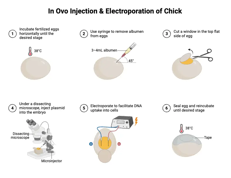 In Ovo Injection & Electroporation of Chick