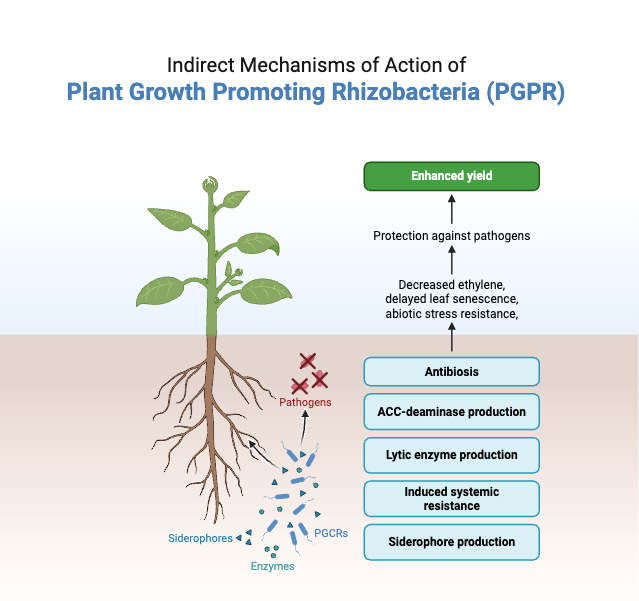 Rhizosphere - Definition, Bacteria, Structure, Importance 4 Indirect Mechanisms of Action of Plant Growth Promoting Rhizobacteria (PGPR)
