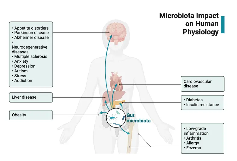 Microbiota Impact on Human Physiology