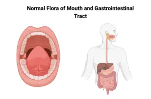 Normal Flora of Mouth and Gastrointestinal Tract