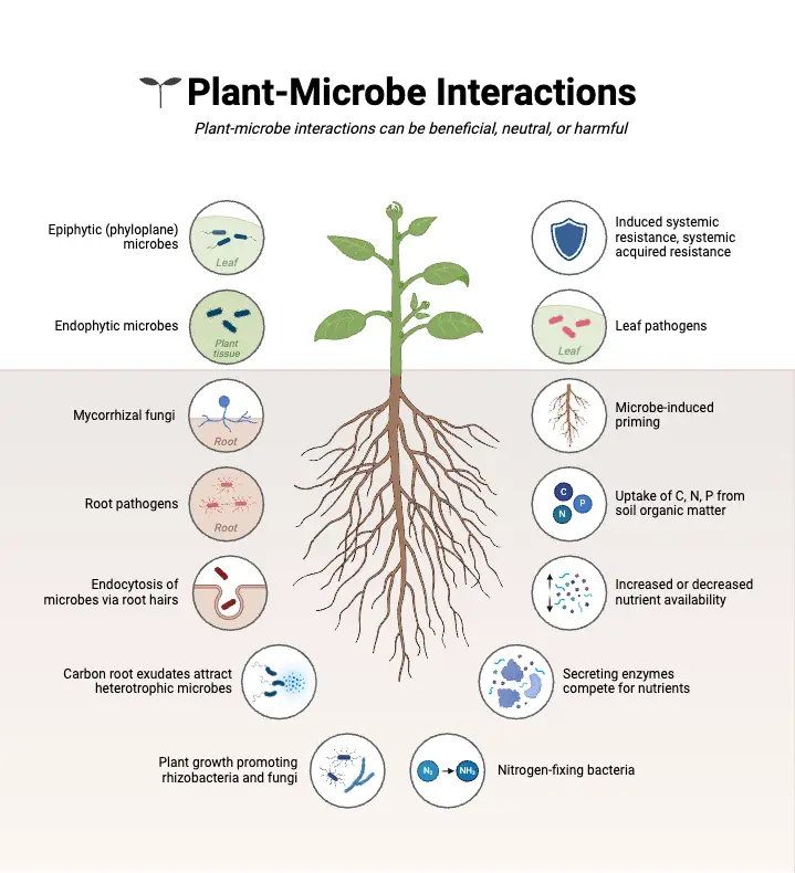 Plant-Microbe Interactions