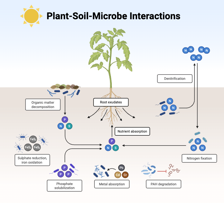 Rhizosphere - Definition, Bacteria, Structure, Importance 5 Plant-Soil-Microbe Interactions