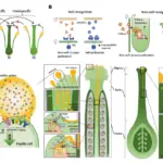 Pollen-Pistil Interaction