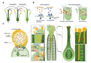 Pollen-Pistil Interaction – Steps, Importance