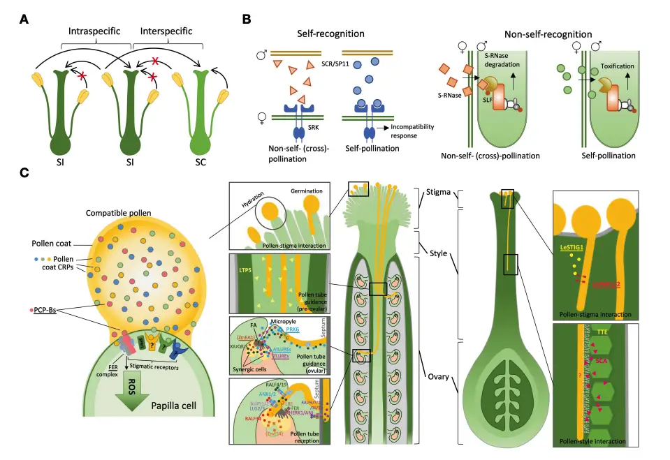 Pollen-Pistil Interaction