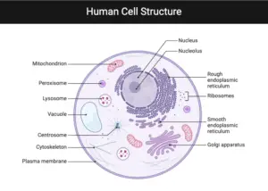 Human Cell Structure and Functions