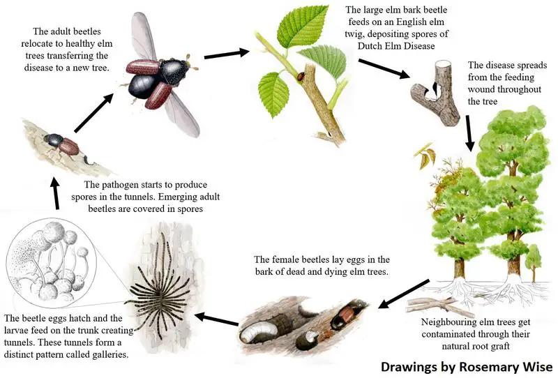 The Dutch Elm Disease lifecycle