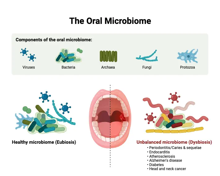 The Oral Microbiome