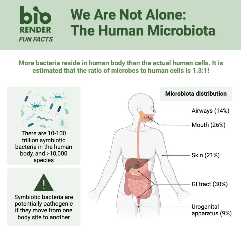 We Are Not Alone The Human Microbiota