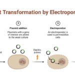 Yeast Transformation by Electroporation