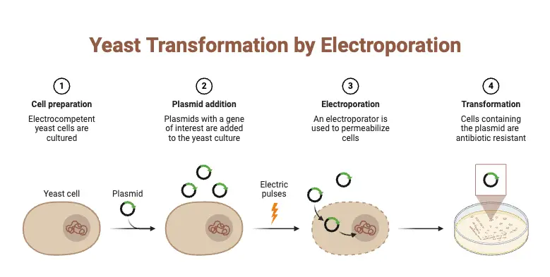 Yeast Transformation by Electroporation