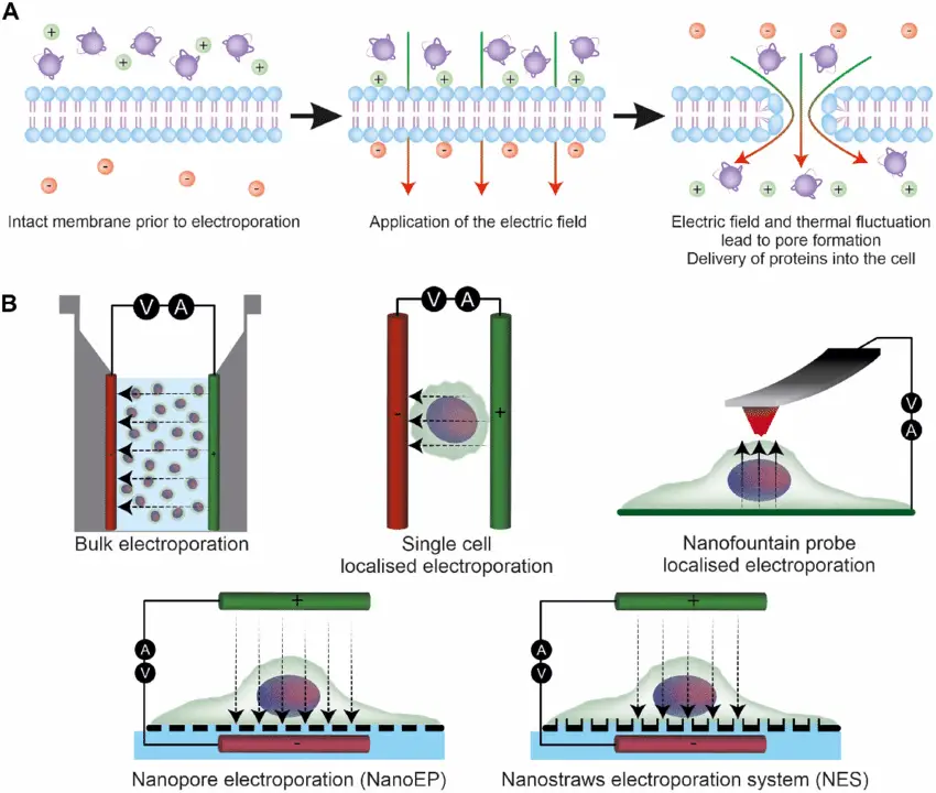 Principle of Electroporation