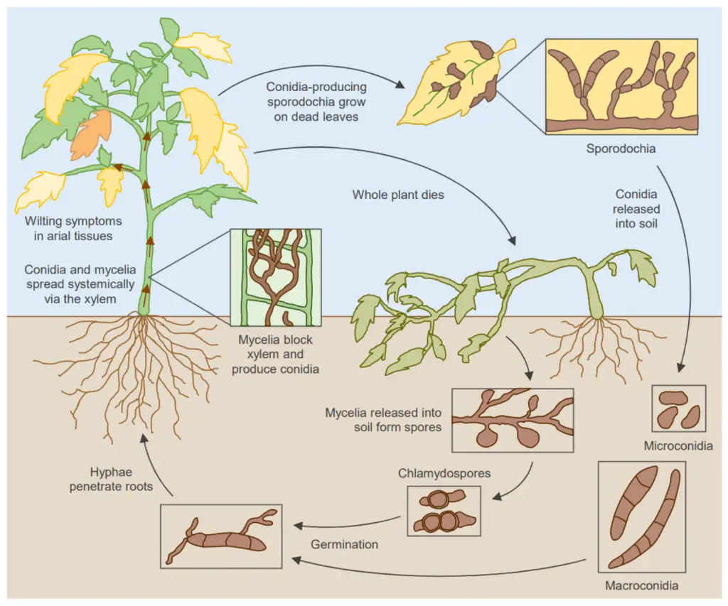 Lifecycle and disease cycle of F. oxysporum.