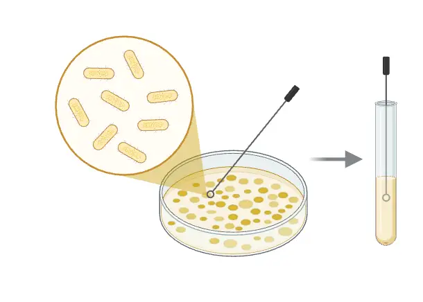 Basic Microbiology