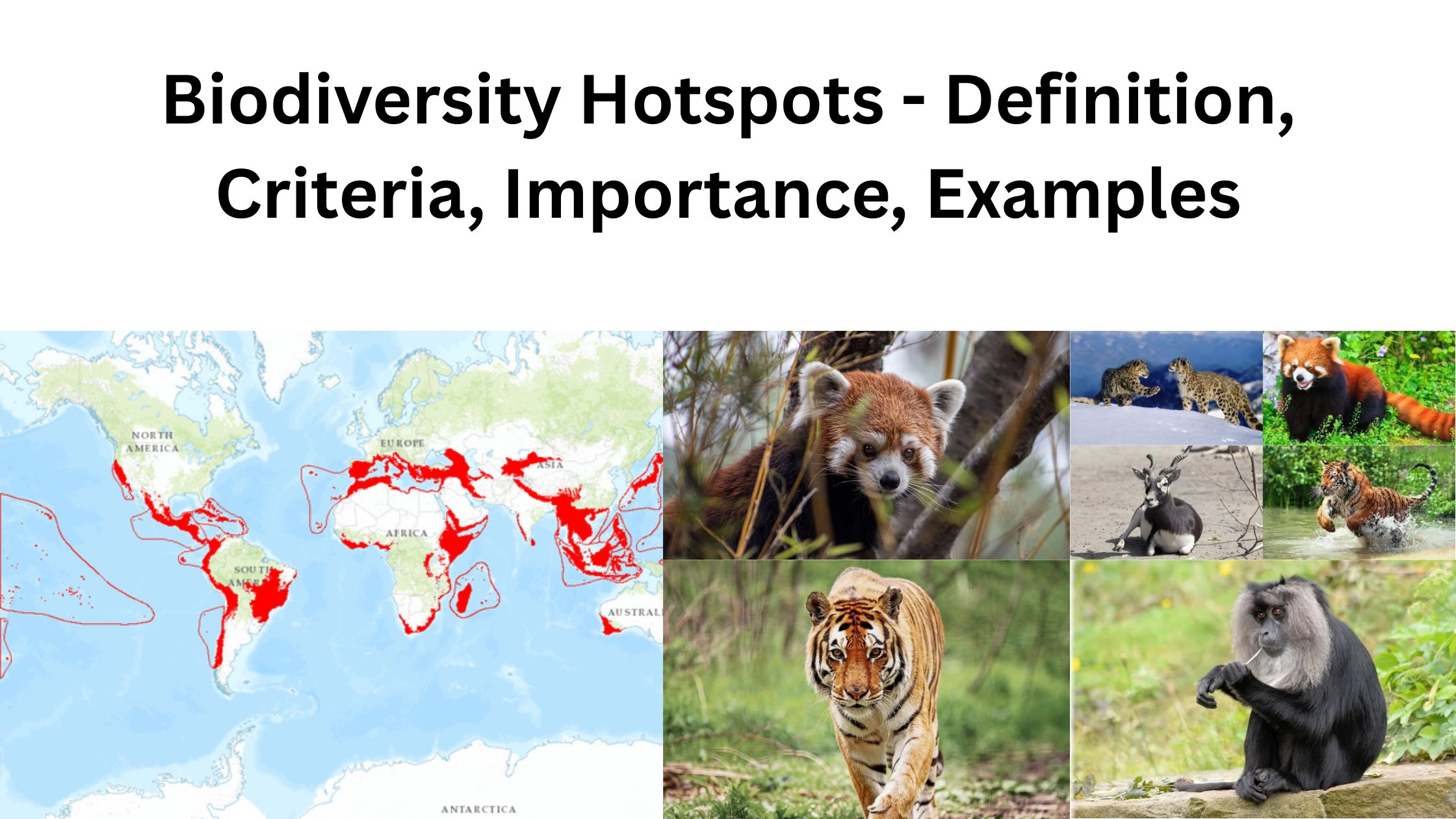 Biodiversity Hotspots - Definition, Criteria, Importance, Examples