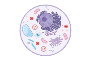 Cell biology