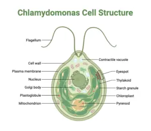 Chlamydomonas – Life Cycle, Habitat, Structure, Examples