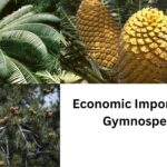 Economic Importance of Gymnosperms