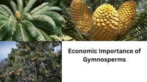Economic Importance of Gymnosperms