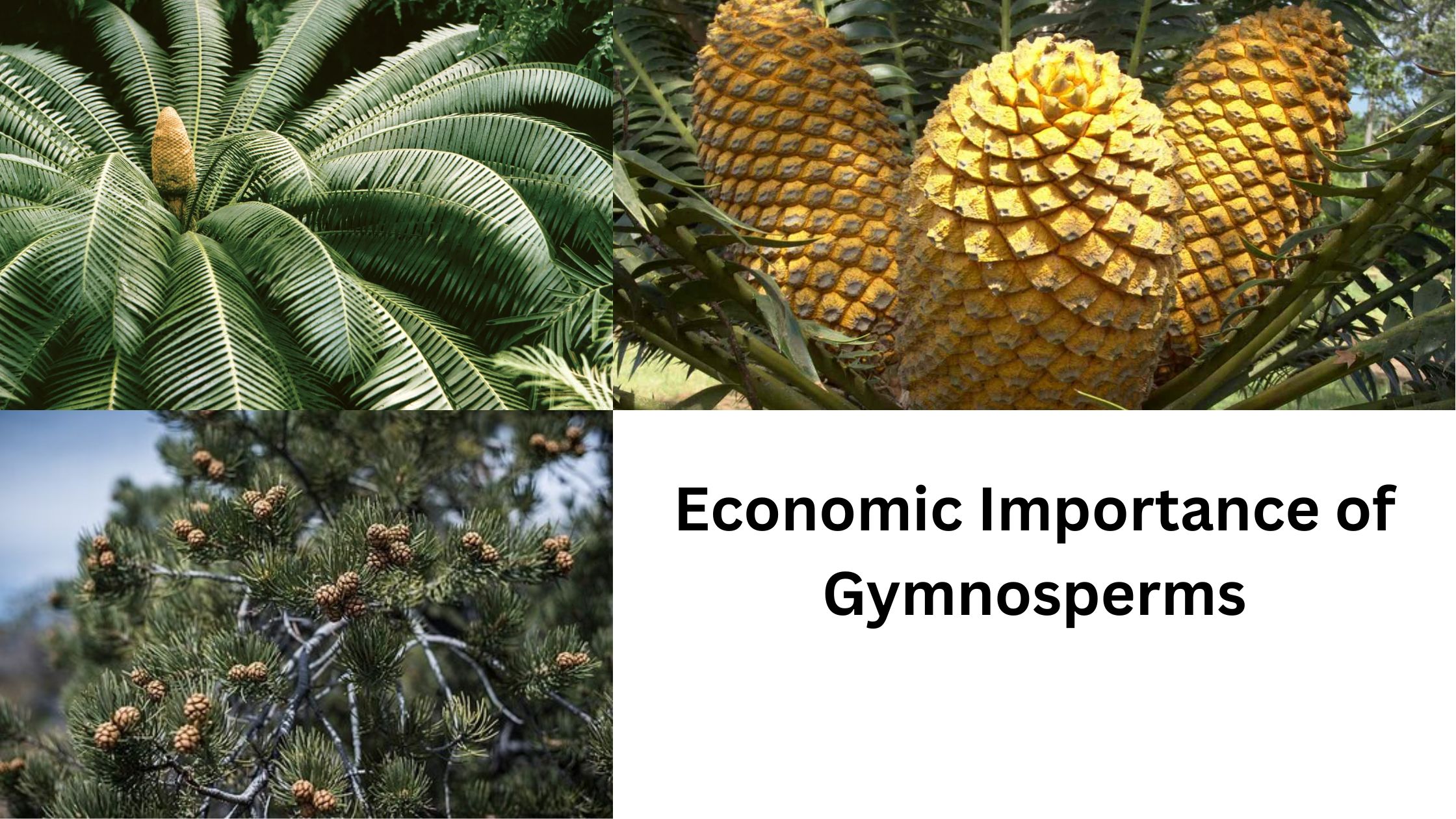 Economic Importance of Gymnosperms