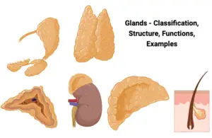 Glands - Classification, Structure, Functions, Examples