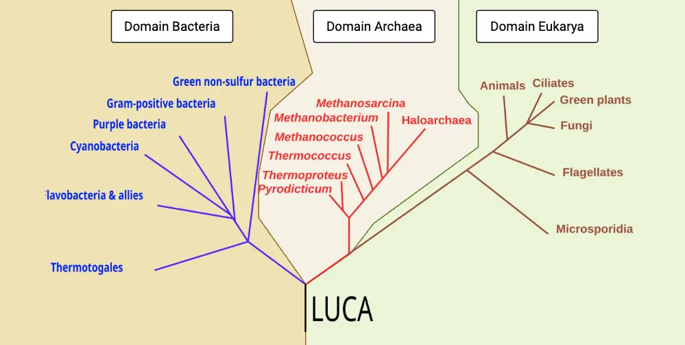 Three-domain system - Carl Woese’s Classification 1 Three-domain system - Carl Woese’s Classification