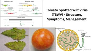 Tomato Spotted Wilt Virus (TSWV) – Life Cycle, Symptoms, Vector, Management