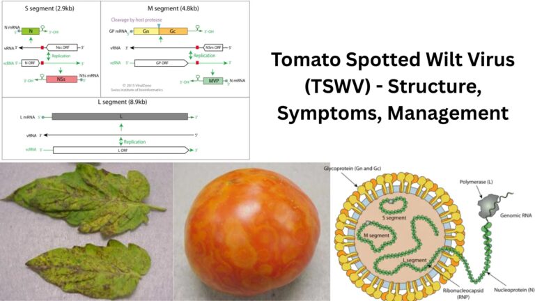 Tomato Spotted Wilt Virus (TSWV) - Structure, Symptoms, Management