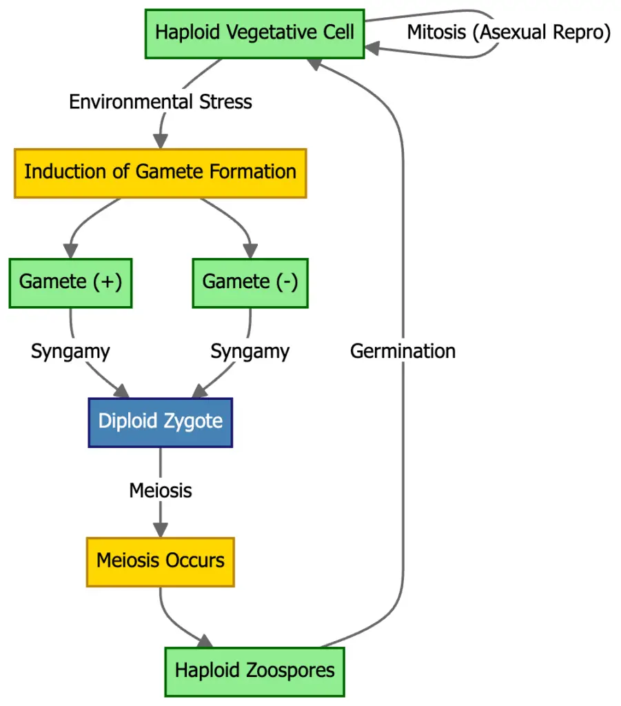 Chlamydomonas - Life Cycle, Habitat, Structure, Examples 2 Chlamydomonas