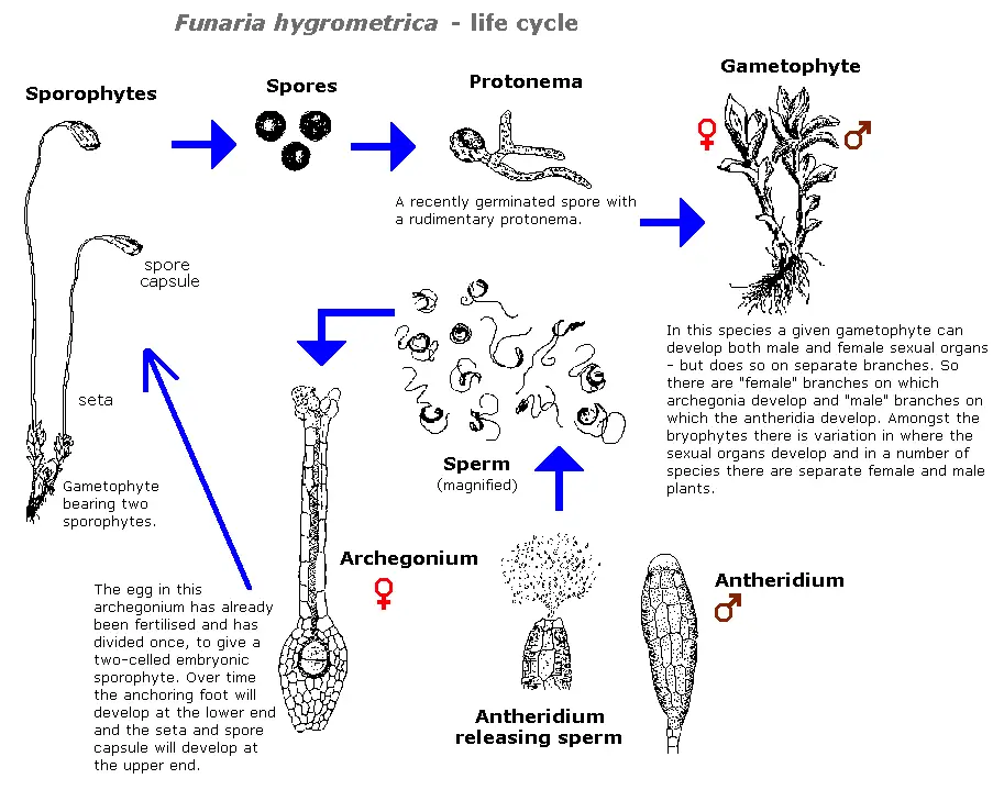 Funaria - Structure, Characteristics, Reproduction 20 Funaria Life Cycle