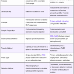 Southern Blot vs Western Blot