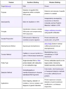 Southern Blot vs Western Blot