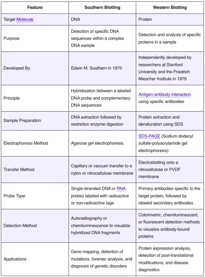 Southern Blot vs Western Blot