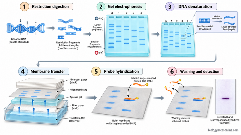 Six-step Southern blotting workflow showing restriction digestion, gel electrophoresis, DNA denaturation, membrane transfer, probe hybridization, and detection.