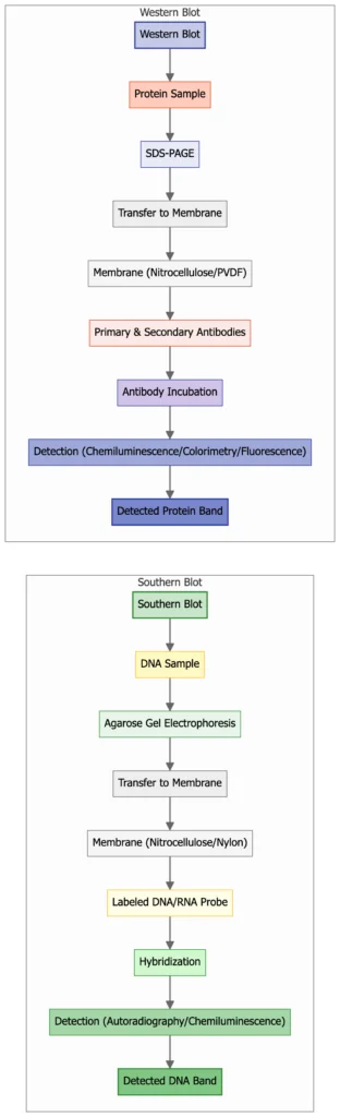 Southern Blot vs Western Blot 1 Southern Blot vs Western Blot