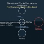 Feedback Mechanisms Explained