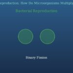 Microbes Explained Bacteria, Algae, Fungi, and Protozoa