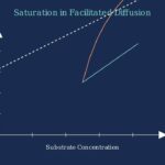 Facilitated Diffusion: Unlocking Cell Transport